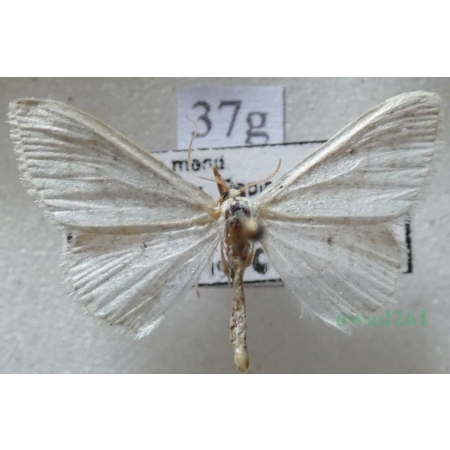 Idaea subsericeata (Haworth, 1809) Czech37g